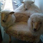 Un canapé en mouton