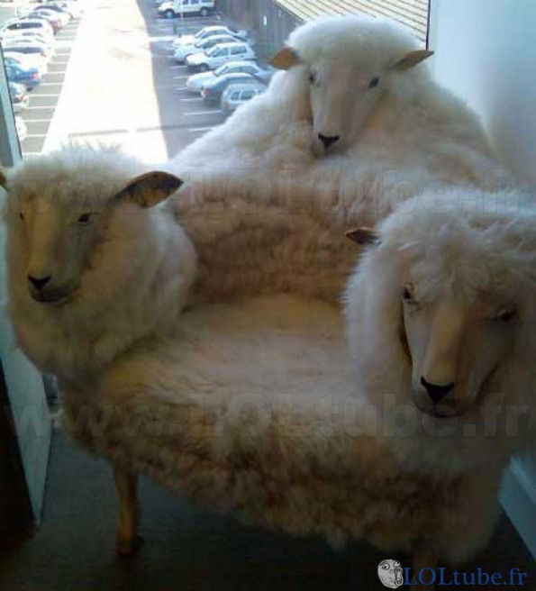 Un canapé en mouton