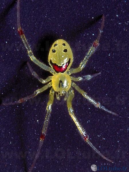 Une araignée contente