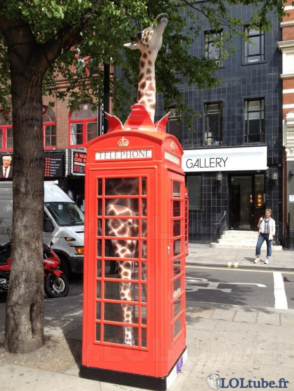 Une girafe dans une cabine téléphonique