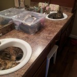 Chats squateurs de lavabo