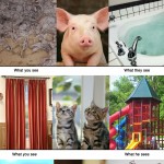 Comment les animaux voient les choses