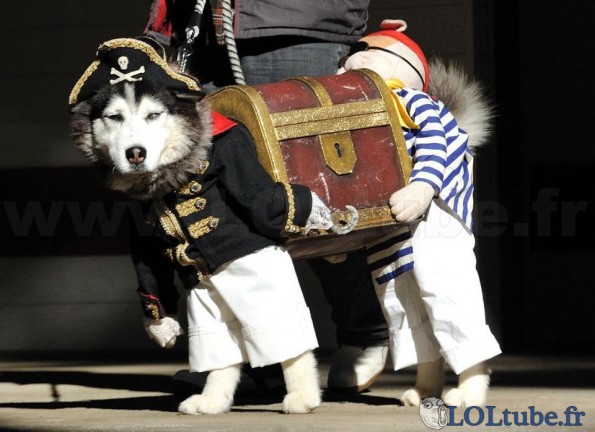 Costume de pirate pour chien