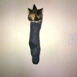 Le chat dans sa chaussette
