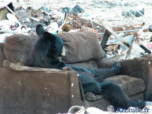 Un ours se gratte la nouille sur son canapé