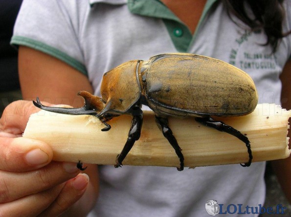 Gros scarabé