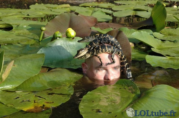 Nage avec les bébés aligator