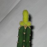 Penis de cactus