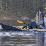 Attaque de baleine