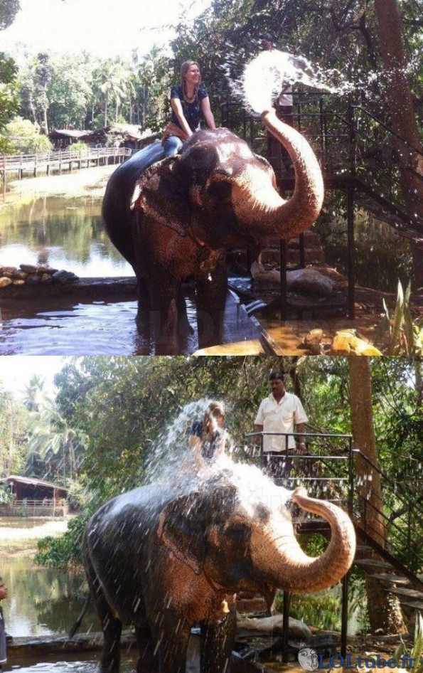 Elephant arroseur