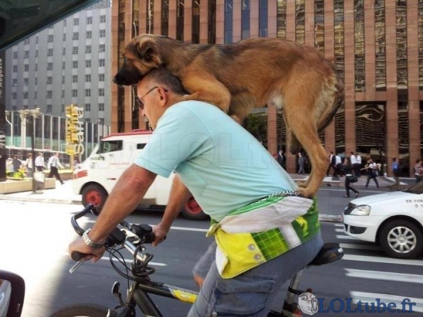Faire du vélo avec un chien