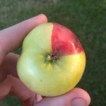 Pomme bi couleur