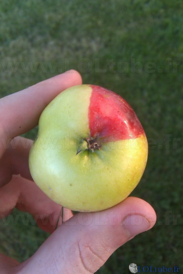Pomme bi couleur