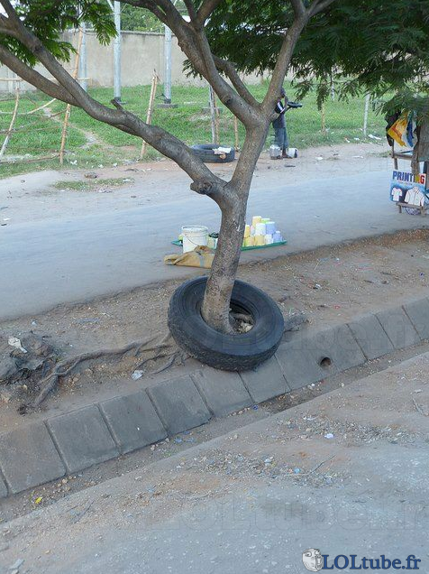 Un arbre a poussé dans un pneu