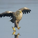 Aigle Jesus