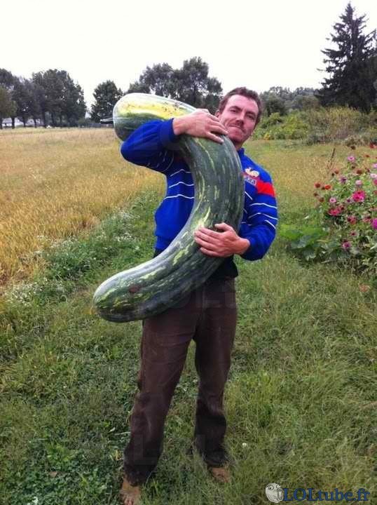 Belle grosse courge