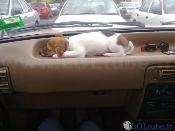 Transport de chien en voiture