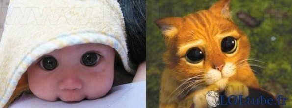 Le chat potté en bébé
