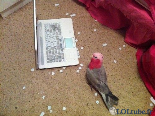 Ne laissez pas un perroquet avec un ordinateur