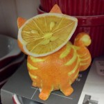 Chat en oranges