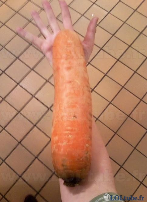 Grosse carotte