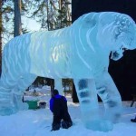 Un beau tigre en glace