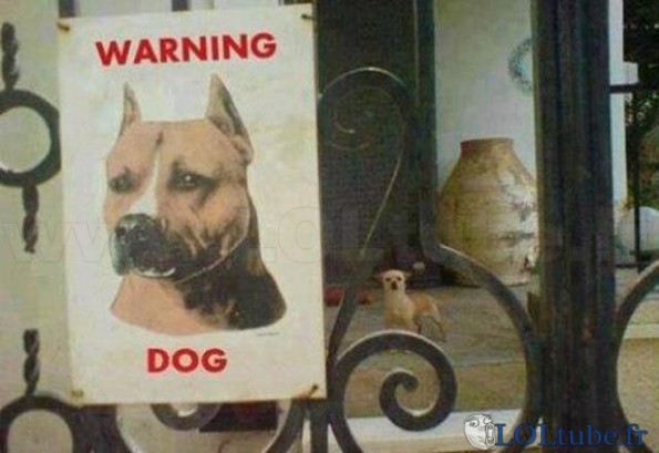 Attention au chien