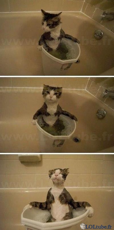 Chat détendu Chat détendu