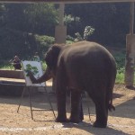 Elephant peintre