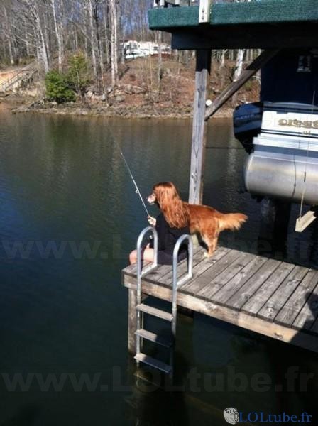 Un chien part pêcher