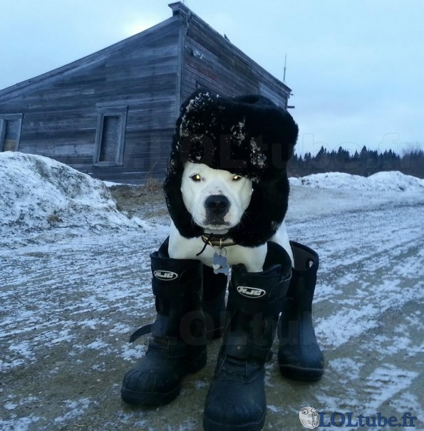 Un chien russe