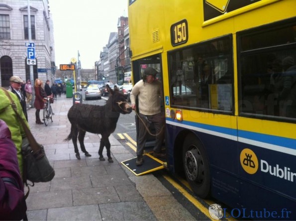 Emmener son âne dans le bus