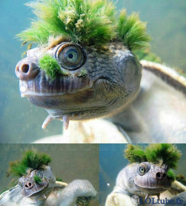 Une tortue afro