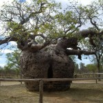 Drôle d'arbre