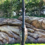 Cachée la girafe