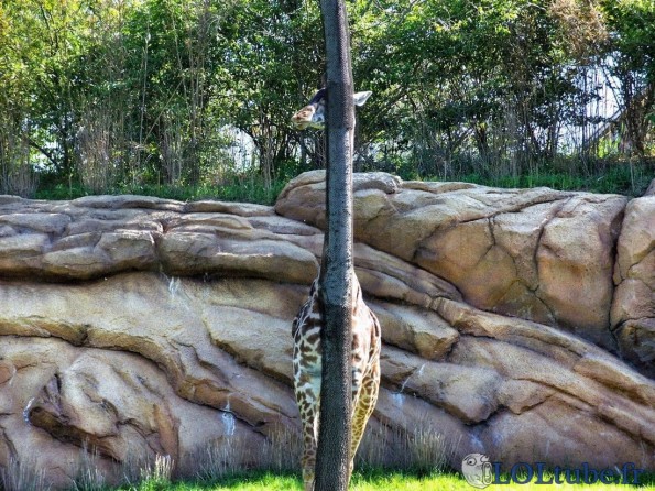 Cachée la girafe