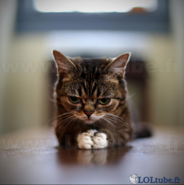 Grumpy cat chaton
