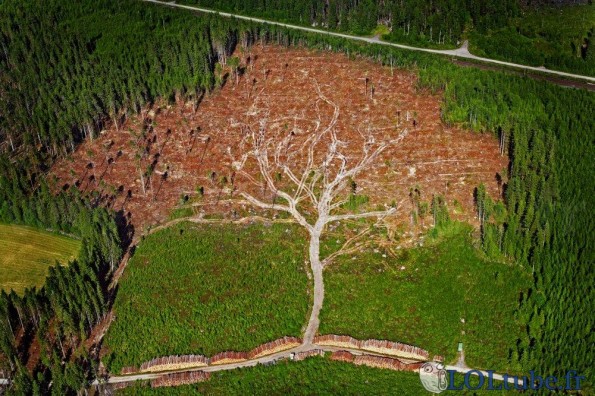 Jolie déforestation