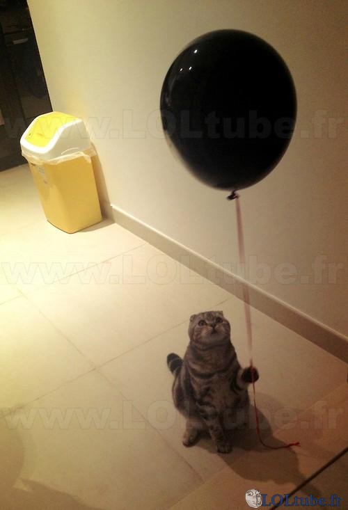 Un chat et son ballon
