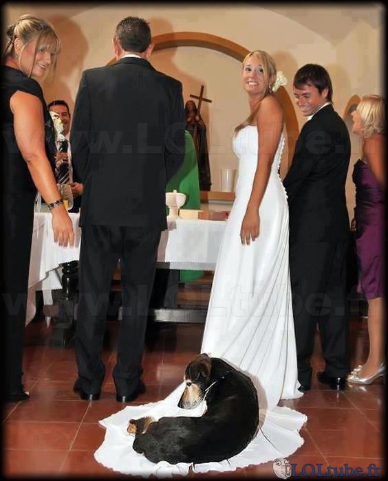 Un chien à un mariage