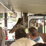 Une girafe dans un bus