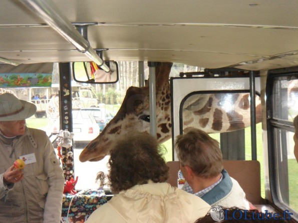 Une girafe dans un bus