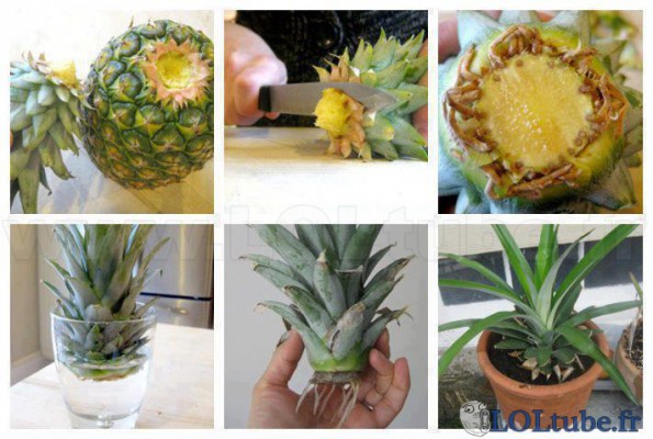 Faites pousser votre propre ananas