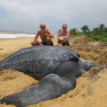 Gigantesque tortue sur la plage