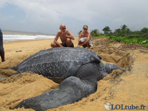 Gigantesque tortue sur la plage