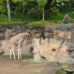 La girafe au long cou