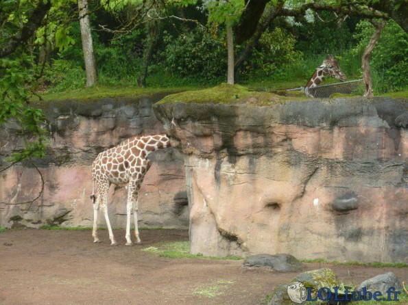La girafe au long cou
