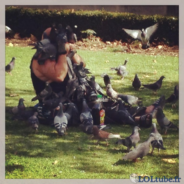 L'attaque des pigeons