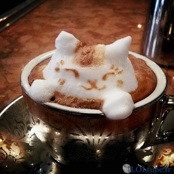 Un chat dans le café