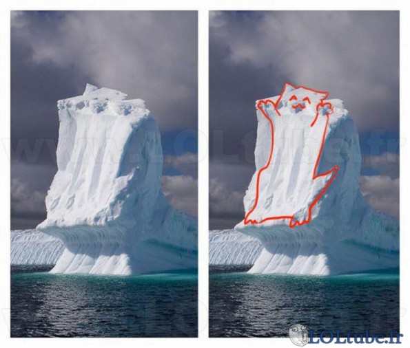 Un chat dans un iceberg